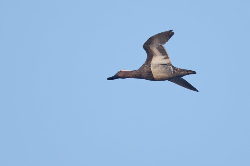 Garganey (Anas querquedula) 