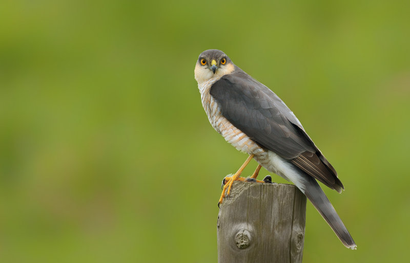 Eurasian Sparrowhawk (Accipiter nisus)