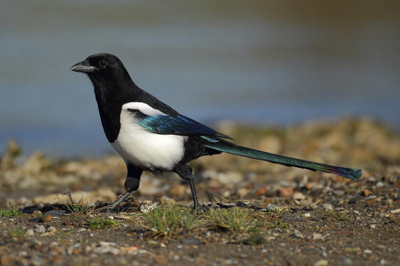 Eurasian Magpie  (Pica pica)