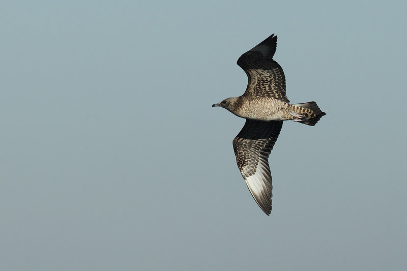 Arctic Skua or Parasitic Skua, (Stercorarius parasiticus) 