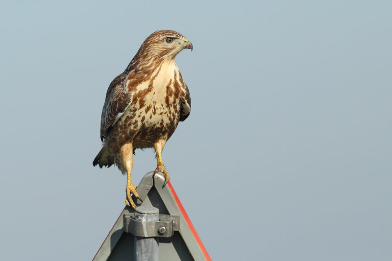 Common Buzzard (Buteo buteo) 