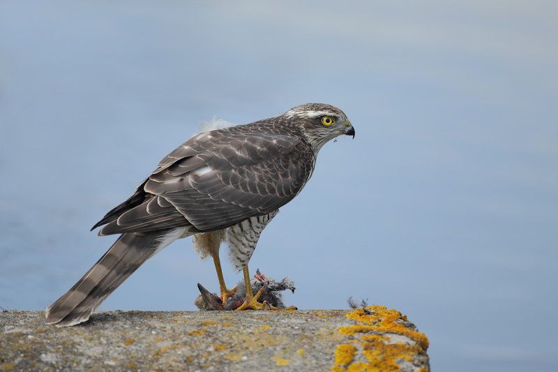 Eurasian (or Northern) Sparrowhawk (Accipiter nisus)
