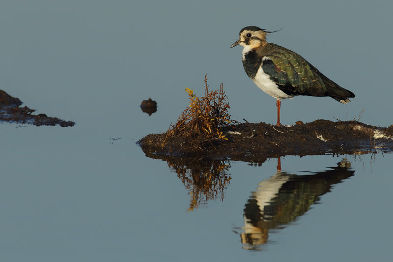 Northern Lapwing (Vanellus vanellus)