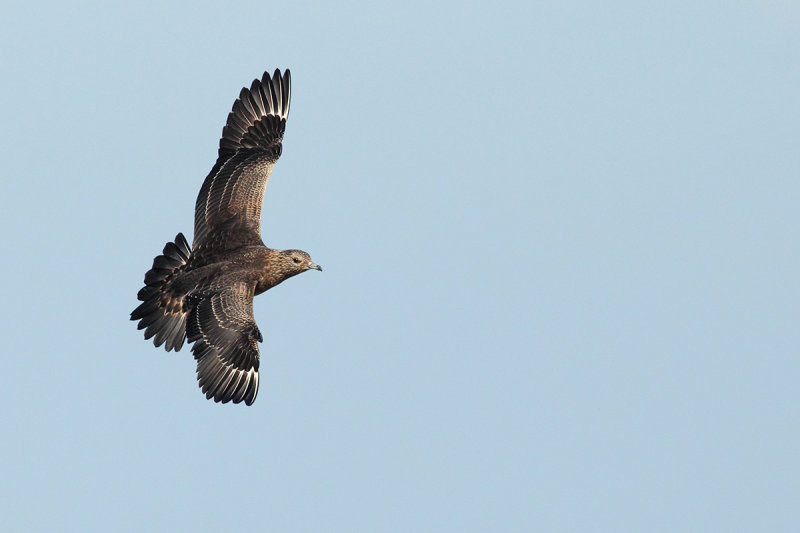 Arctic Skua or Parasitic Skua, (Stercorarius parasiticus)