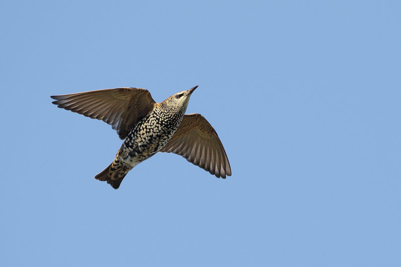 European starling (Sturnus vulgaris)