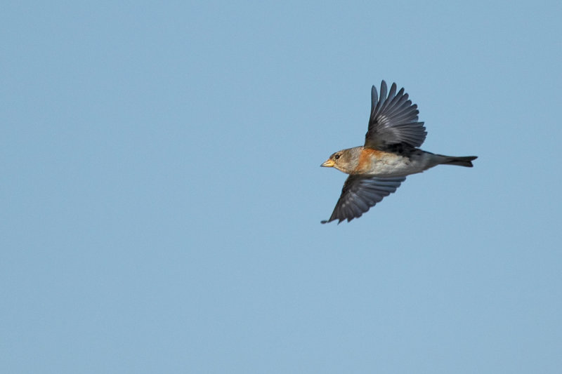 Brambling (Fringilla montifringilla) 