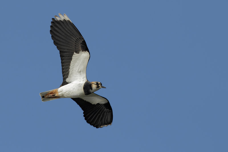 Northern Lapwing (Vanellus vanellus)