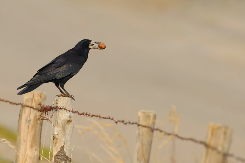 Rook (Corvus frugilegus)