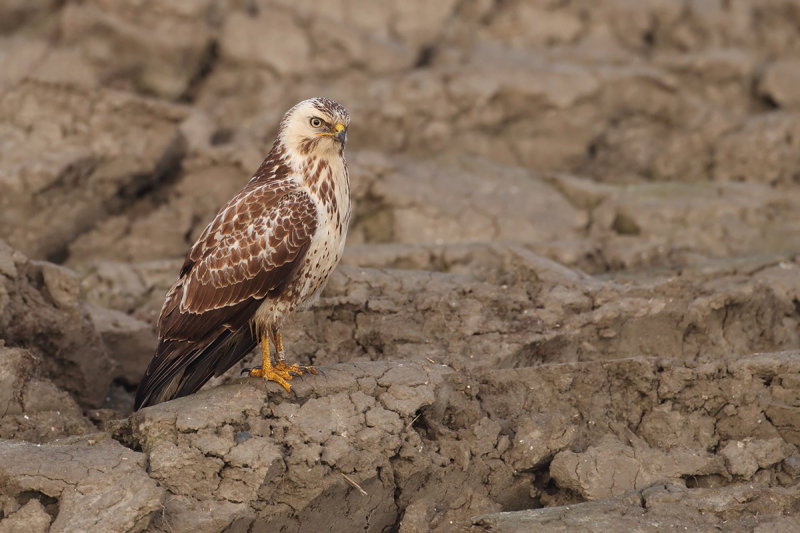 Common Buzzard (Buteo buteo) 