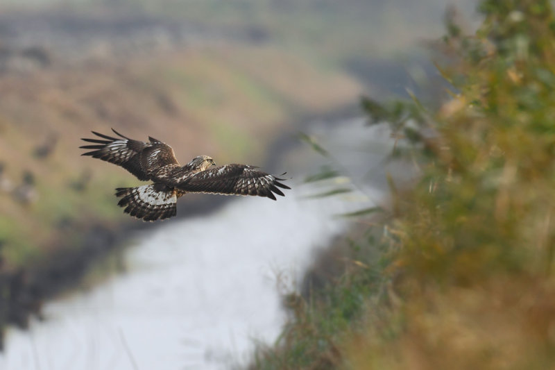 Rough-legged Buzzard (Buteo lagopus)