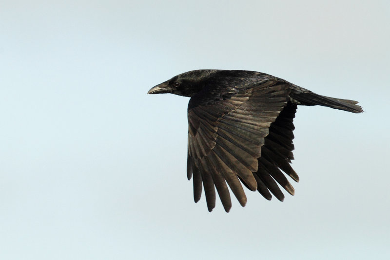 Carrion crow (Corvus corone) 