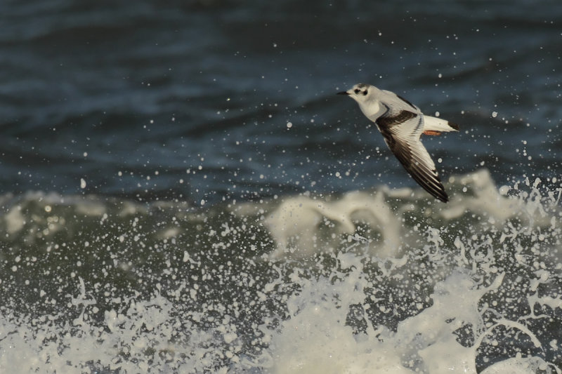 Little Gull (Hydrocoloeus minutus)