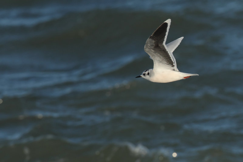 Little Gull (Hydrocoloeus minutus)