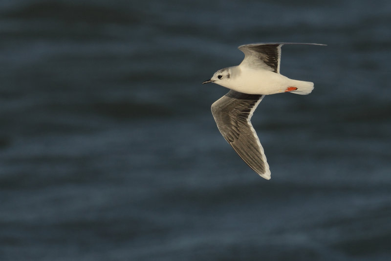 Little Gull (Hydrocoloeus minutus)