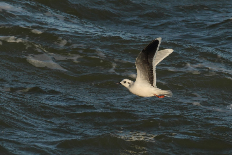 Little Gull (Hydrocoloeus minutus)