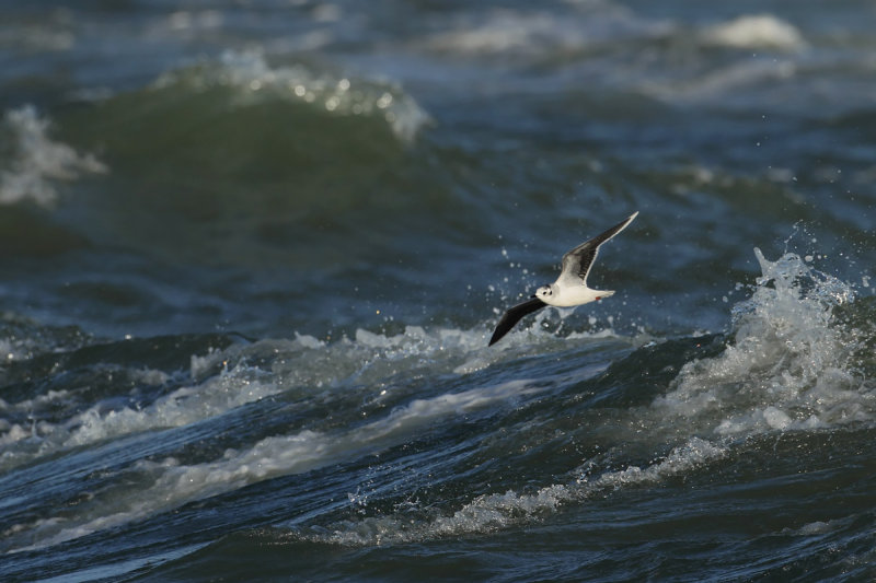 Little Gull (Hydrocoloeus minutus)