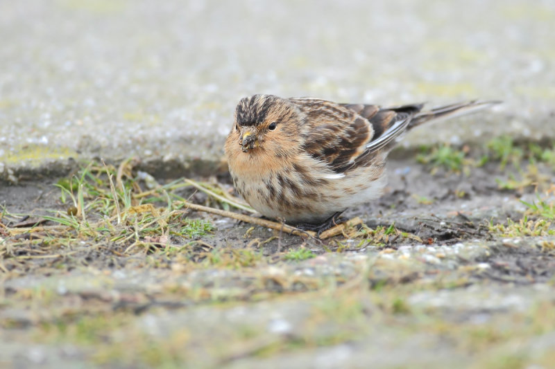 Twite - Carduelis flavirostris 