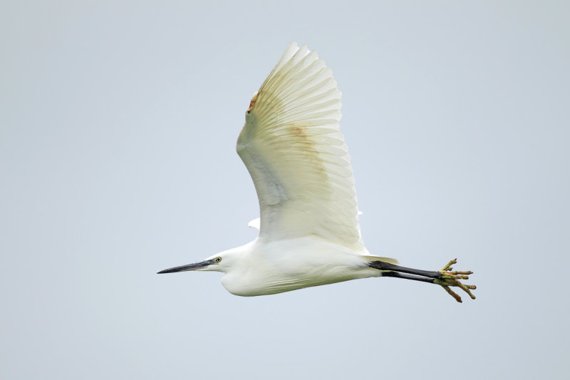 Little Egret (Egretta garzetta)