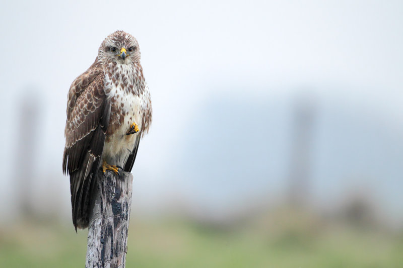 Common Buzzard (Buteo buteo)
