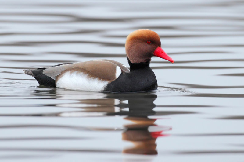 Red-Crested Pochard (Netta rufina)
