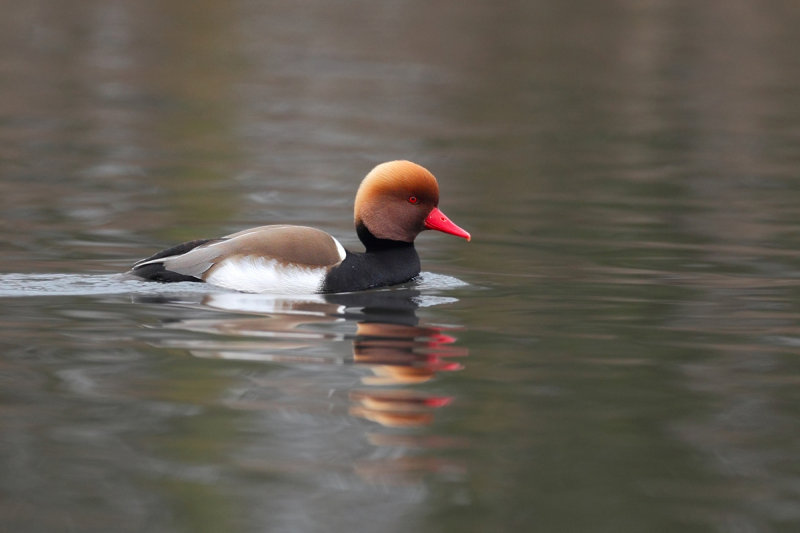 Red-Crested Pochard (Netta rufina)