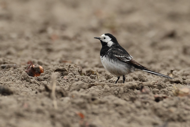 Pied wagtail (Motacilla alba ssp. yarrellii)