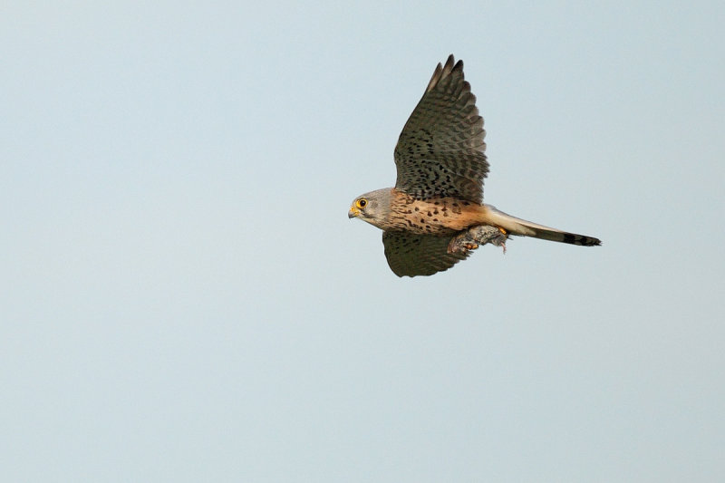 Common Kestrel (Falco tinnunculus)