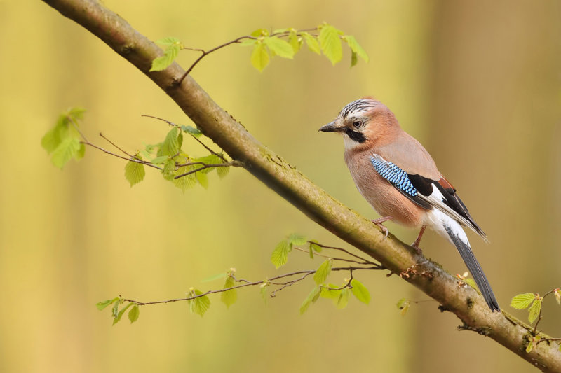 Eurasian Jay (Garrulus glandarius)