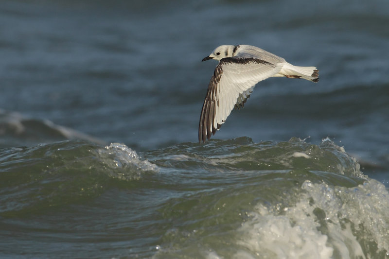 Black-legged Kittiwake (Rissa tridactyla)