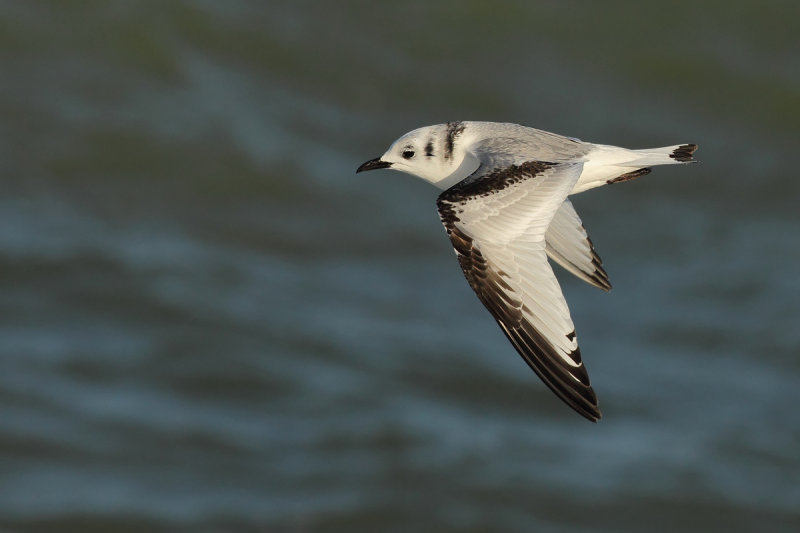 Black-legged Kittiwake (Rissa tridactyla)