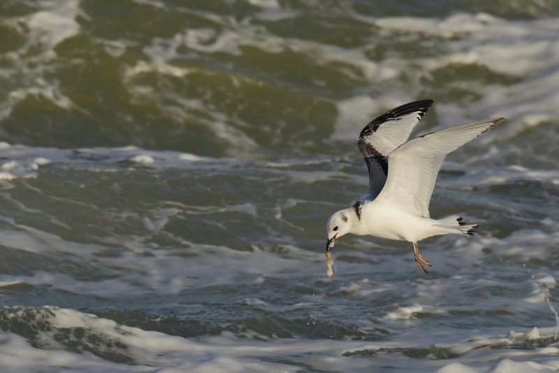 Black-legged Kittiwake (Rissa tridactyla)