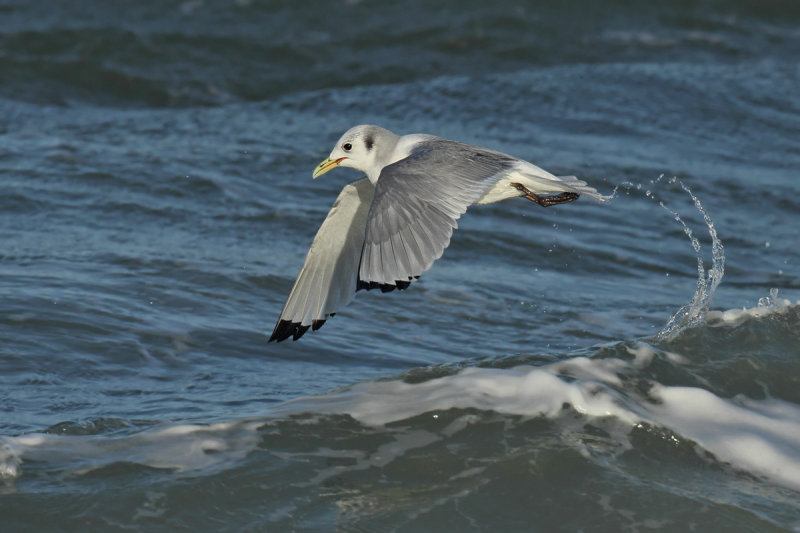 Black-legged Kittiwake (Rissa tridactyla)