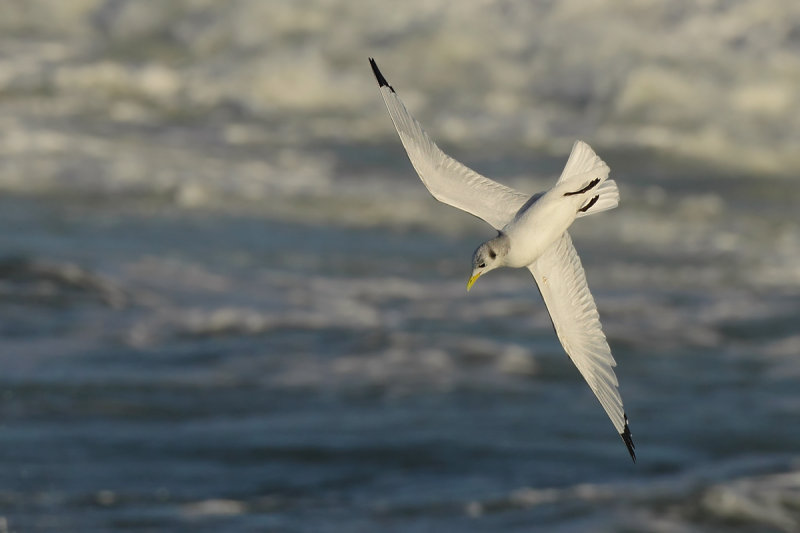 Black-legged Kittiwake (Rissa tridactyla)