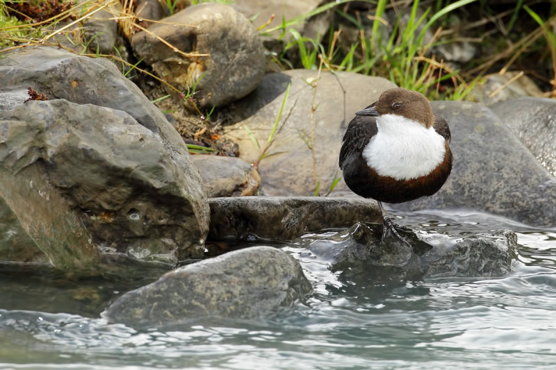 European Dipper  (Cinclus cinclus)