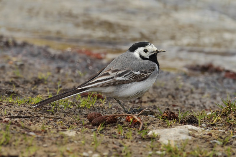 White Wagtail (Motacilla alba)