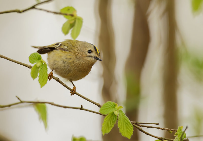 Goldcrest (Regulus regulus)