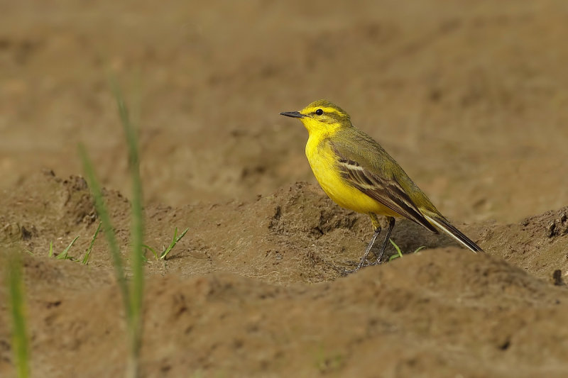 Western Yellow Wagtail (Motacilla flava ssp. flava)