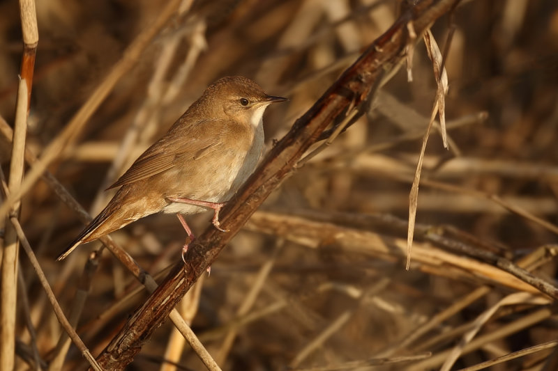 Savi's Warbler (Locustella luscinioides)