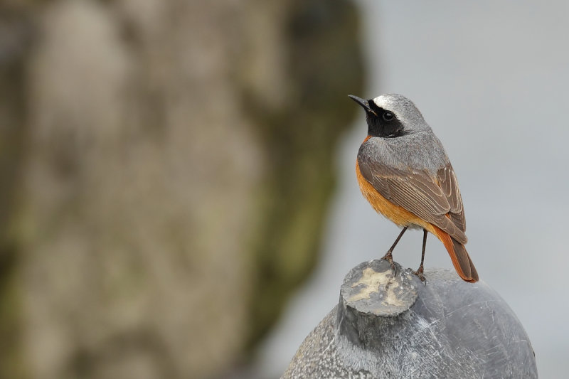 Common Redstart (Phoenicurus phoenicurus)