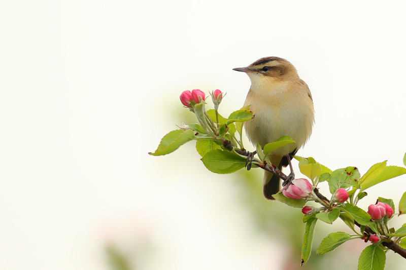 Sedge Warbler (Acrocephalus schoenobaenus)