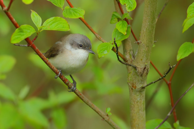 Lesser Whitethroat (Sylvia curruca)