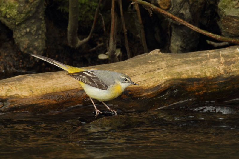 Gallery Grey Wagtail