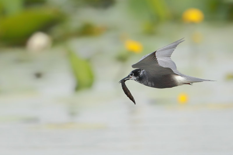 Black Tern (Chlidonias niger)