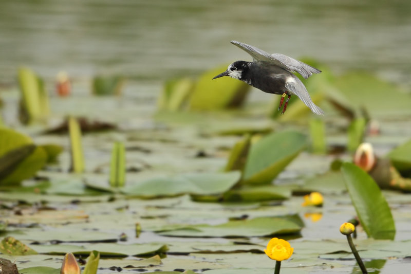 Black Tern (Chlidonias niger)
