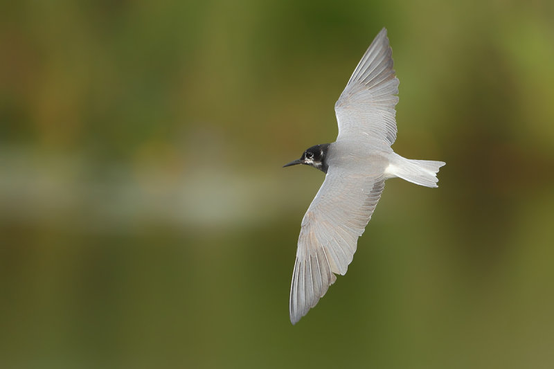 Black Tern (Chlidonias niger)