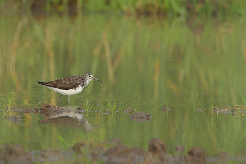 Green Sandpiper (Tringa ochropus) 