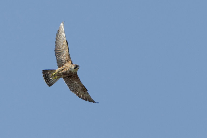 Peregrine Falcon (Falco peregrinus)