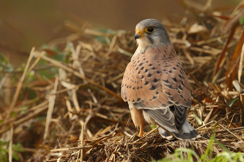 Common Kestrel (Falco tinnunculus)