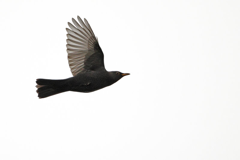 Blackbird  (Turdus merula)