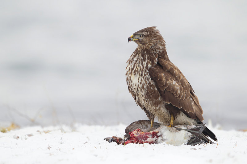 Common Buzzard (Buteo buteo)
